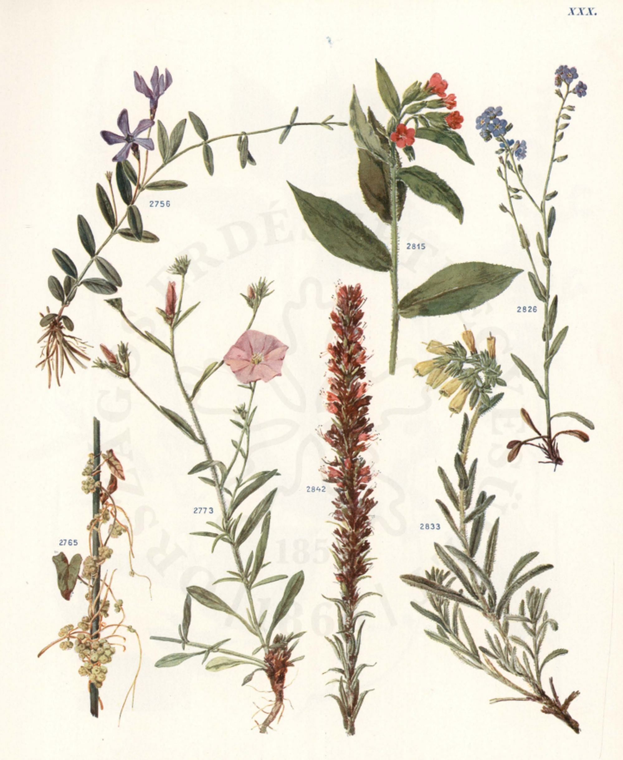 Megjelenik Jávorka Sándor és Csapody Vera „A magyar flóra képekben” című munkája